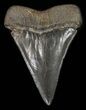 Large, Black Fossil Mako Shark Tooth - Georgia #42264-1